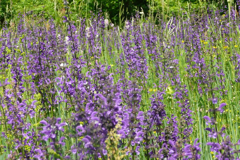 salvia