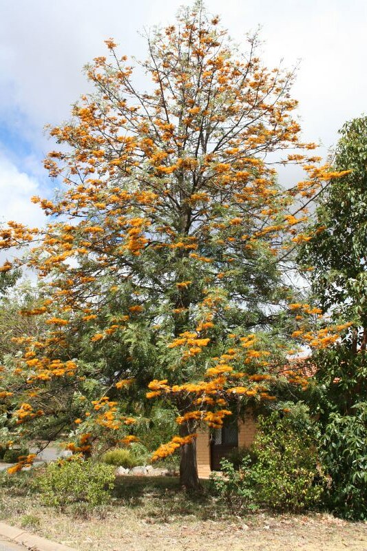 Grevillea robusta