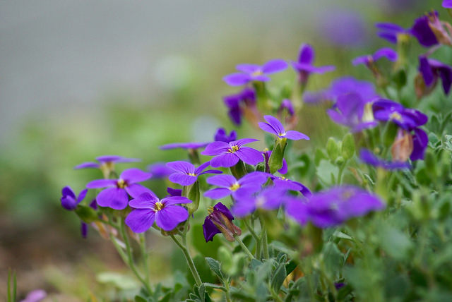 Aubrieta