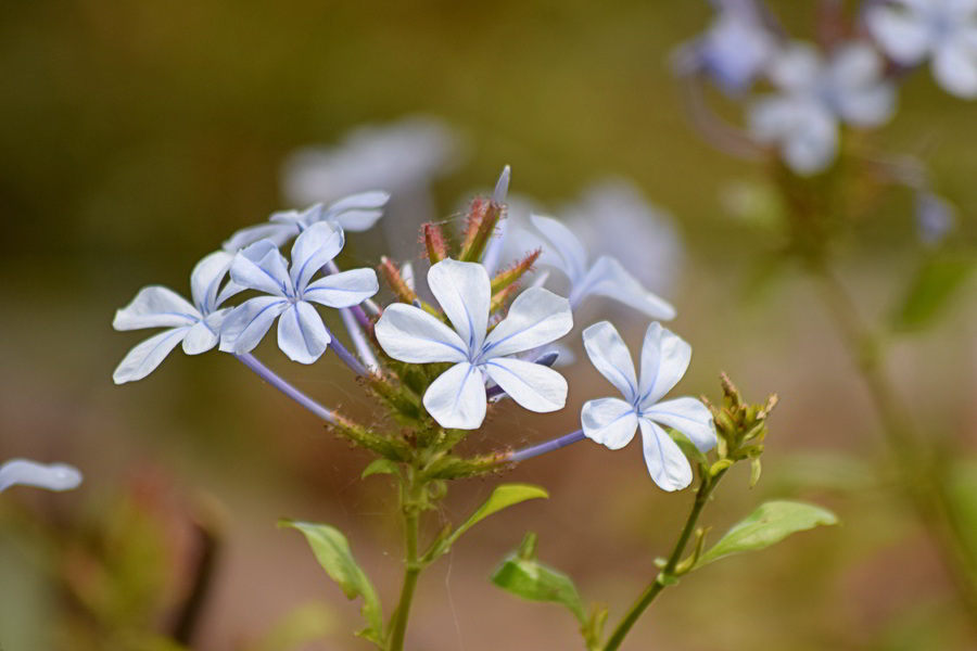 Plumbago auriculata