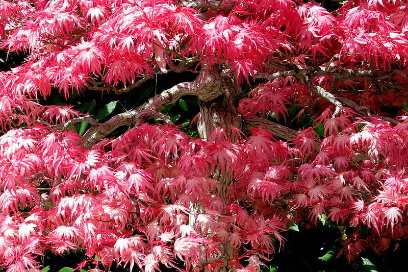 acer palmatum