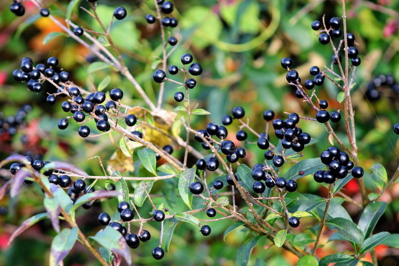 frutos (bagas) do alfenheiro