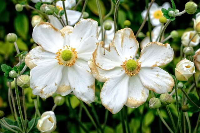Anémona japonesa