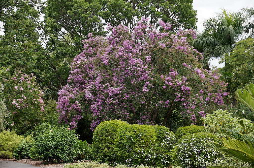 extremosa