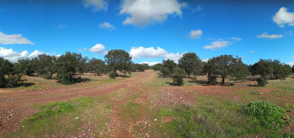 Montado de azinheiras