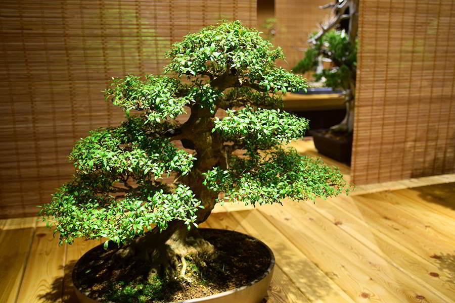 Bonsai
