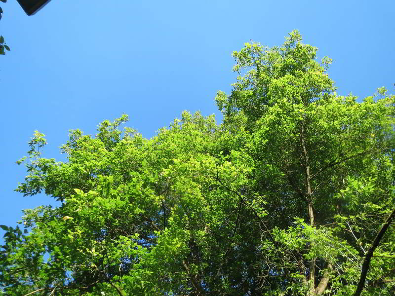 acer negundo ou bordo negundo