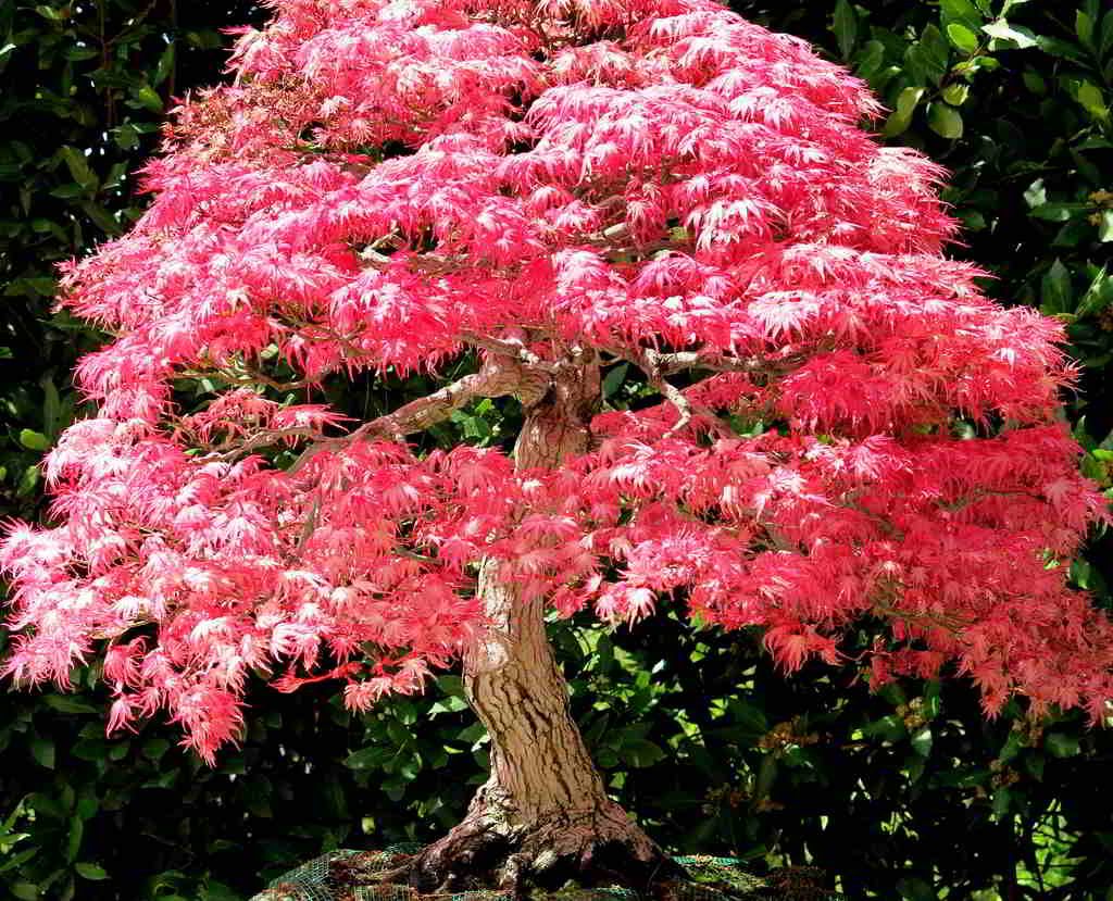 bonsai bordo japonês