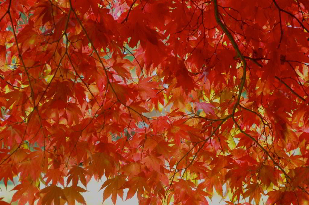 folhas do bordo japonês