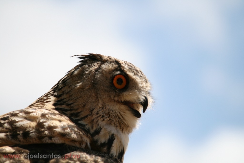  bufo-real (Bubo bubo), o maior espécie de mochos da atualidade. Uma foto de Joel Santos