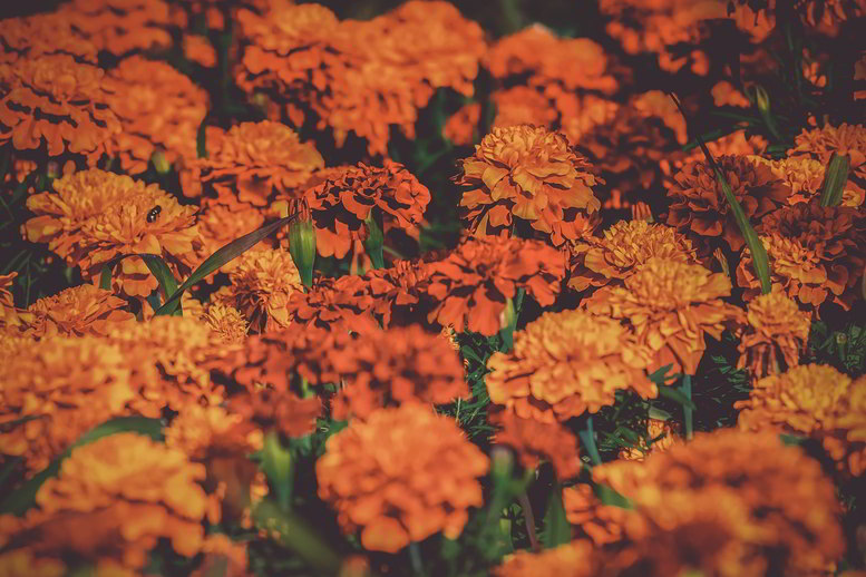Flores de Calêndula
