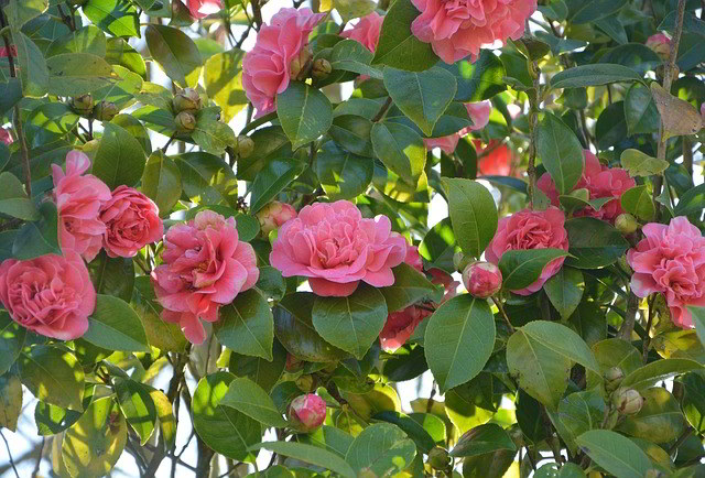 Camélias