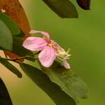detalhe de flor da pata-de-vaca