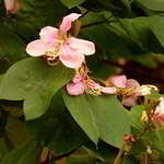 detalhe das flores da pata-de-vaca