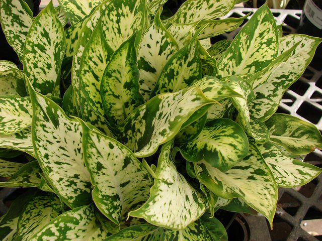 dieffenbachia