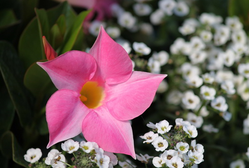 dipladenia
