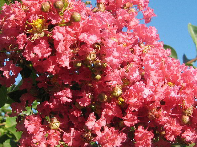 extremosa, suspiro, flor-de-merenda, escumilha, resedá ou árvore-de-júpiter