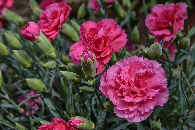flores cravos