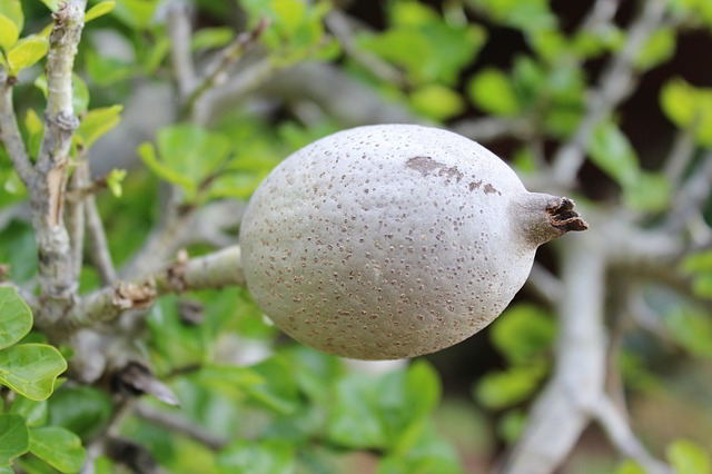 fruto do jasmim-do-cabo