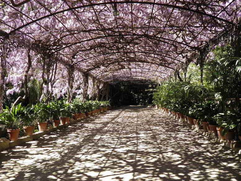 tunel de glicínias trepadeiras