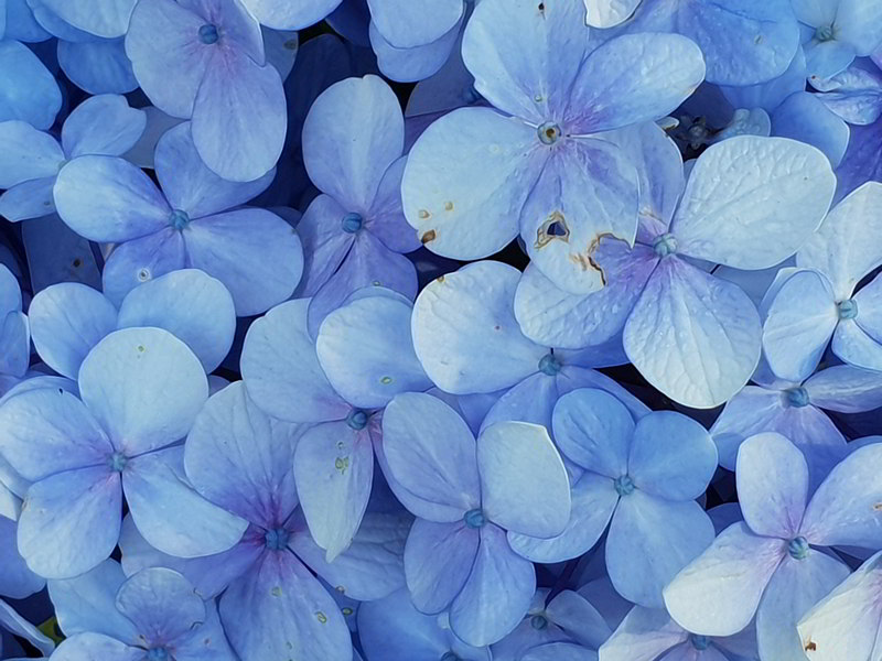 Hortênsia azul