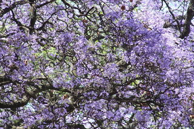 Jacarandá