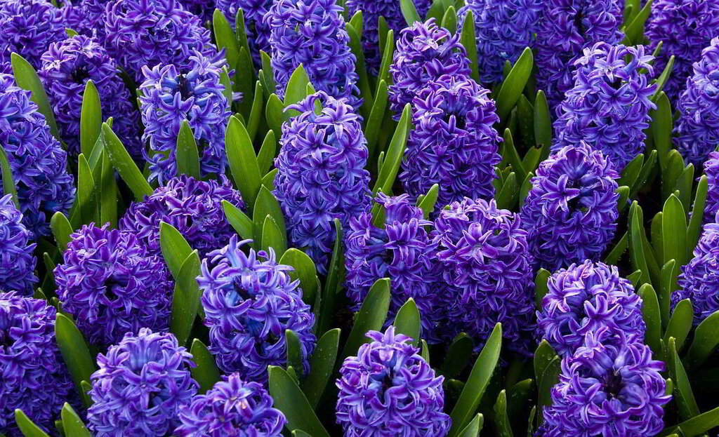 Jacinto - flores