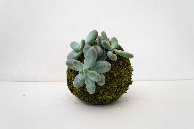 Kokedama