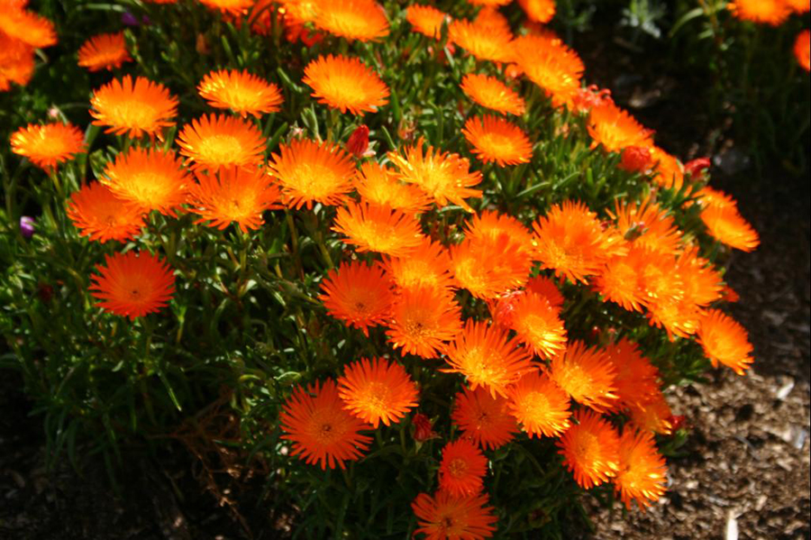 Lampranthus Aureus