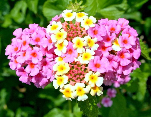 Flores Lantana camara 'feston rose'