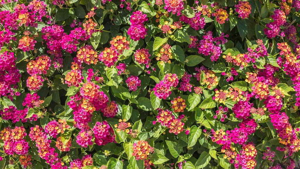 Flores Lantana camara 'feston rose'