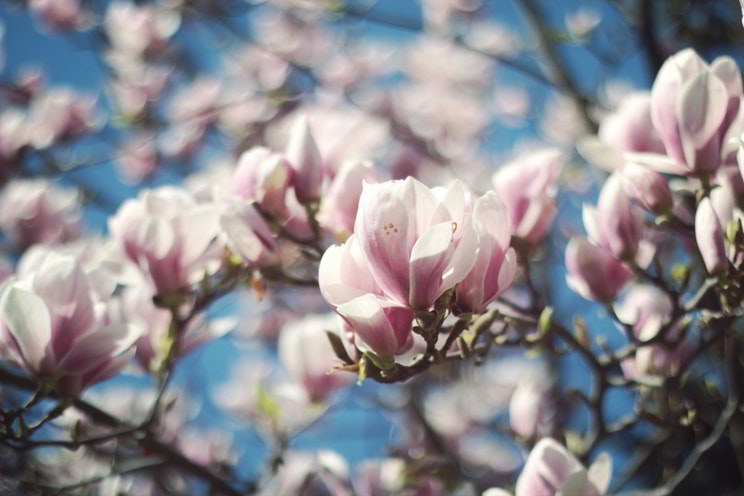 flores da magnólia
