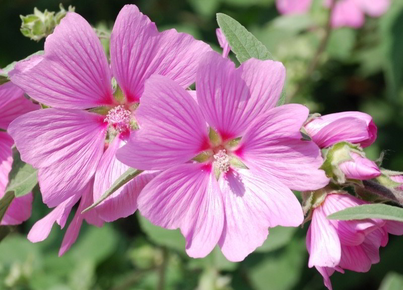 flor de malva