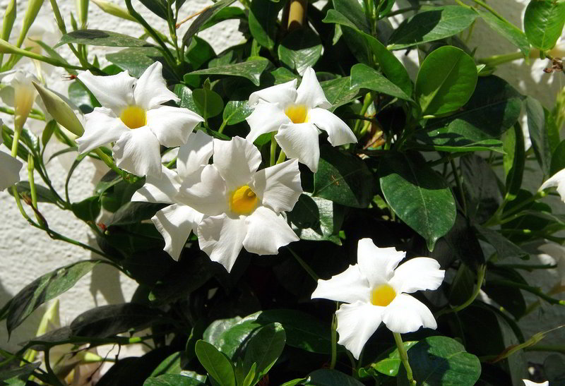 mandevilla de flores brancas