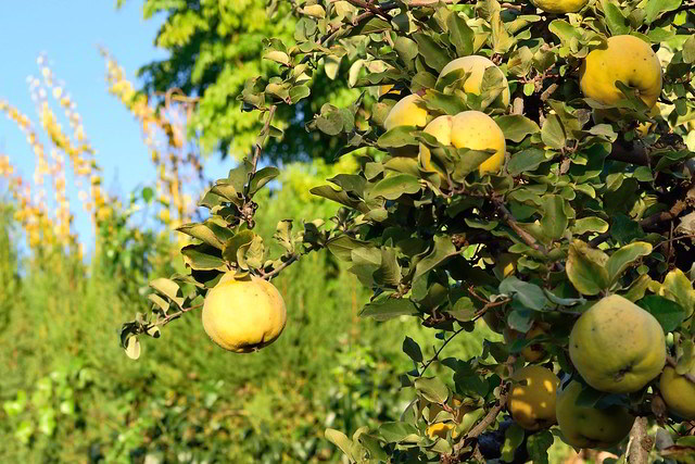 marmeleiro com marmelos