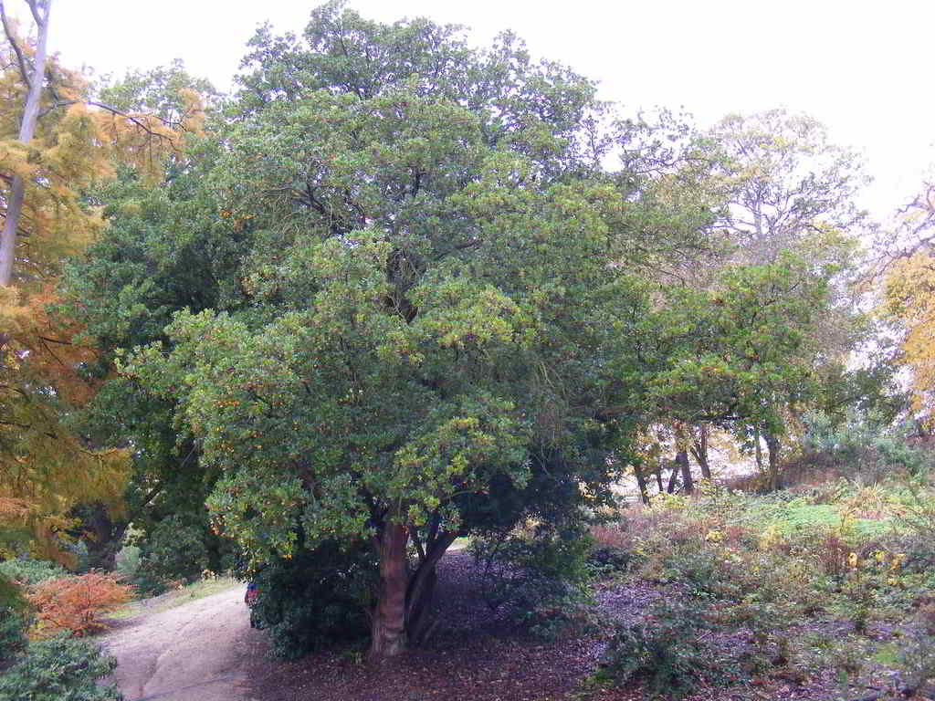 medronho