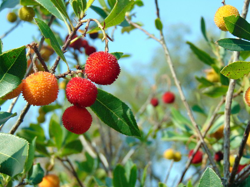 fruto do arbutus unedo
