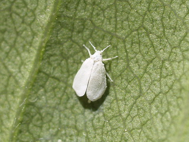 mosca-branca