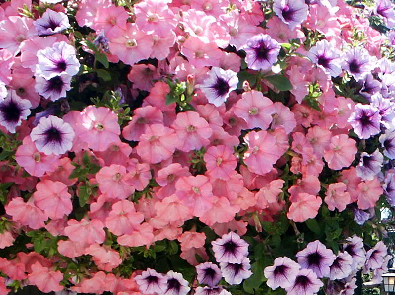 petúnias cor-de-rosa