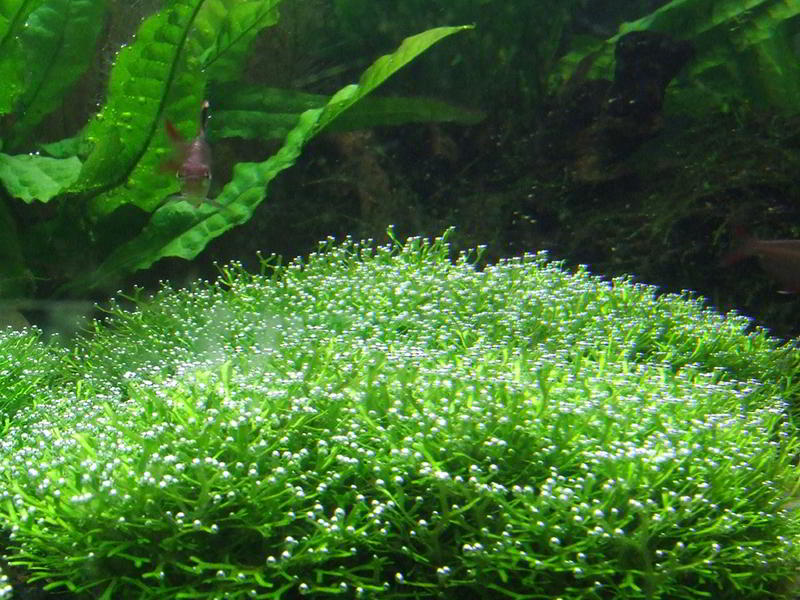 planta de aquário
