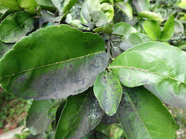 planta com cochonilha