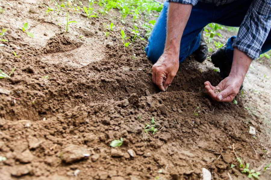 a plantar