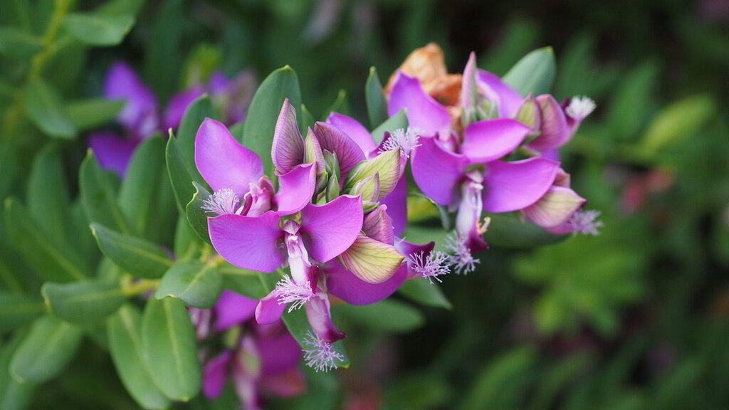 flores da polygala myrtifolia