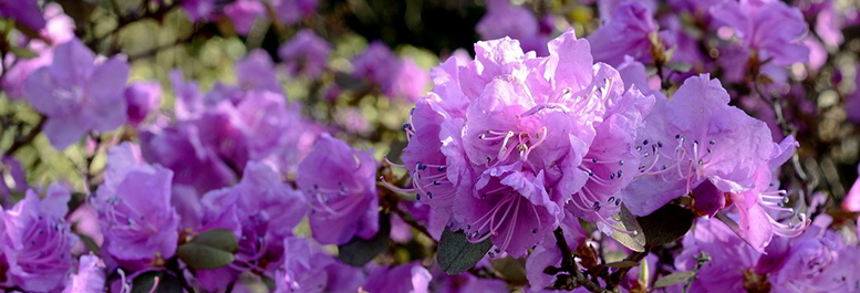 Flores do rododendro
