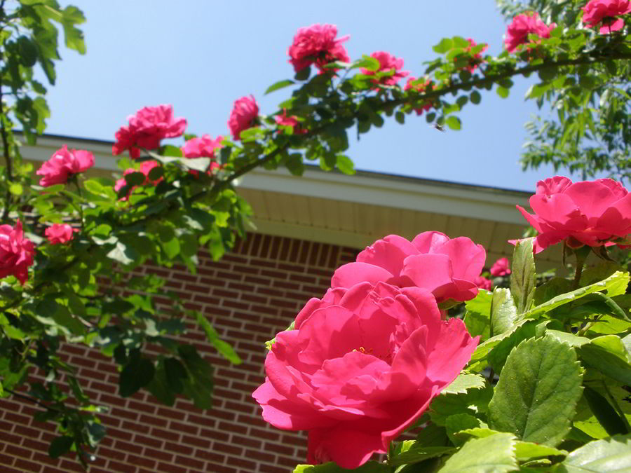 rosas arbusto
