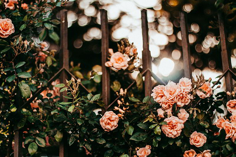 rosas trepadeiras