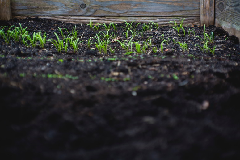 terra plantas cultivo