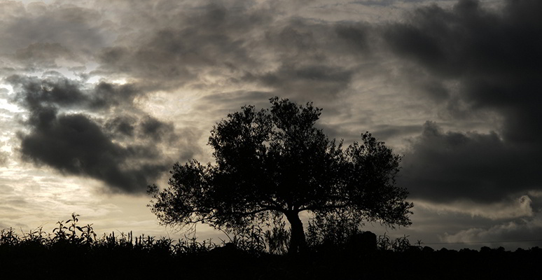Zambujeiro no horizonte ao pôr do Sol