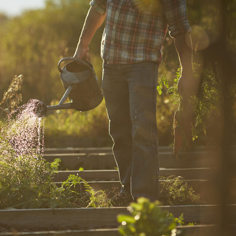 Homem a regar plantas na horta ao pôr do sol
