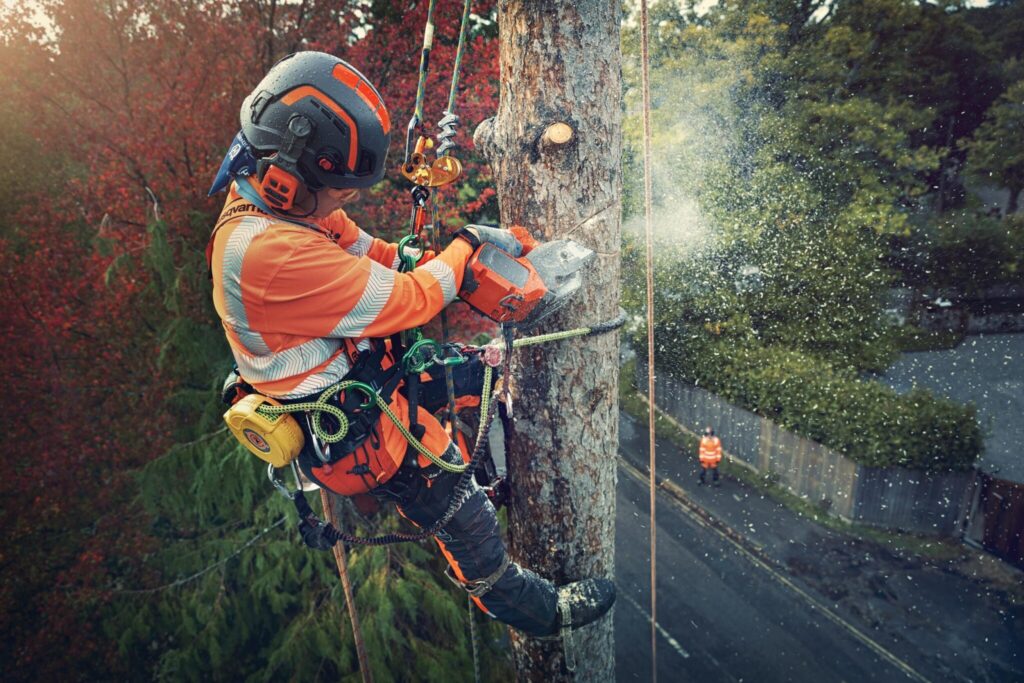 arborista